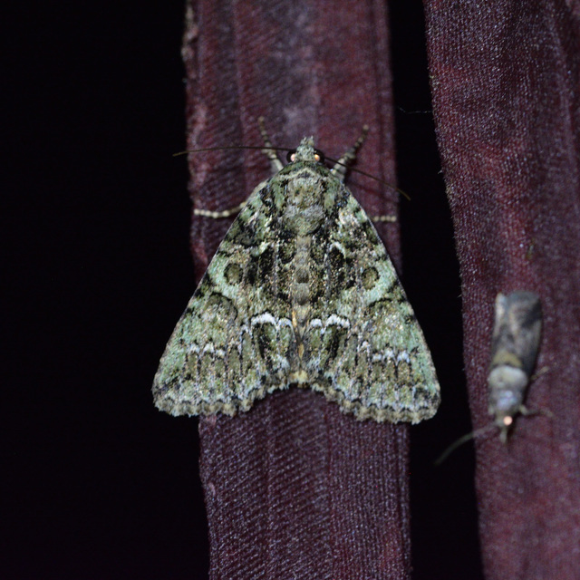 Polyphaenis sericata - selyemfényű erdeibagoly