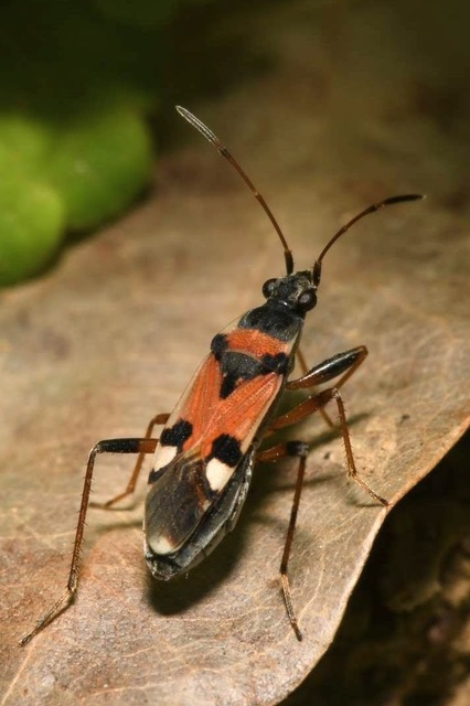 Beosus quadripunctatus - pettyes homokibodobács