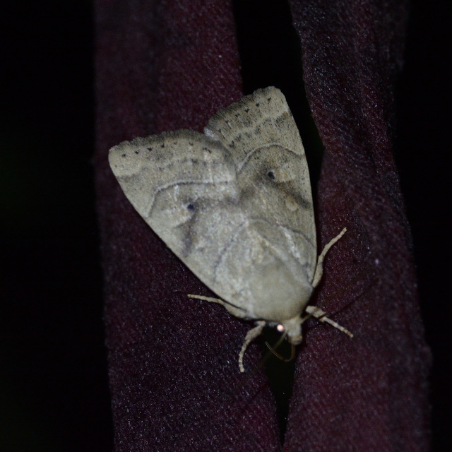 Cosmia trapezina - közönséges lombbagoly
