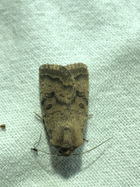 Hoplodrina octogenaria - barna selymesbagoly