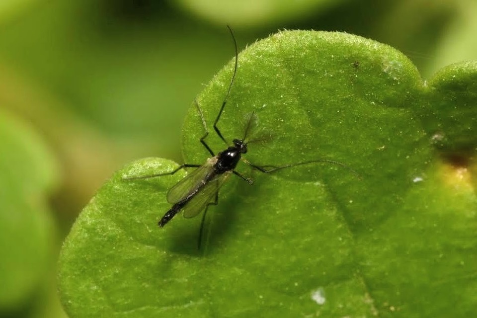 Chironomidae - árvaszúnyogok