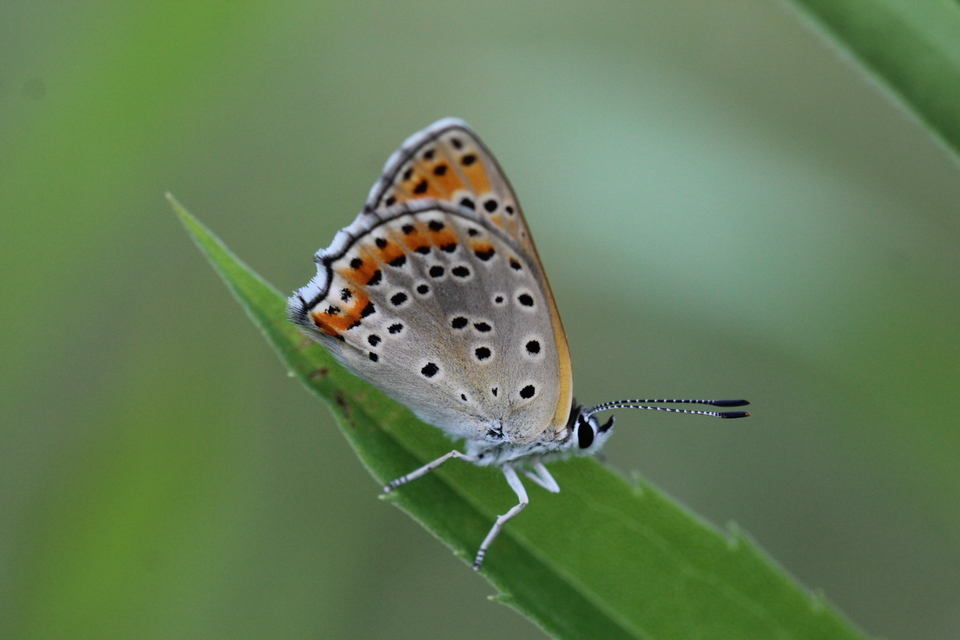 Lycaena thersamon - kis tűzlepke