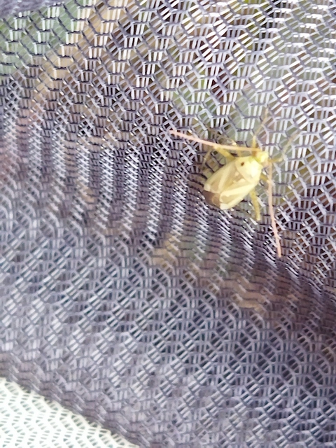 Adelphocoris lineolatus - lucernapoloska