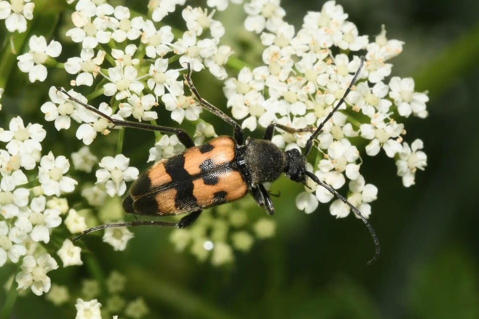 Pachytodes erraticus - rajzos virágcincér