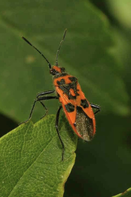 Corizus hyoscyami - piros karimáspoloska
