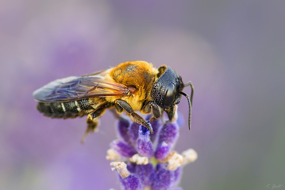 Megachile sculpturalis - óriás művészméh