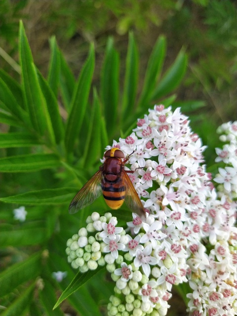 Volucella zonaria - kétöves pihelégy