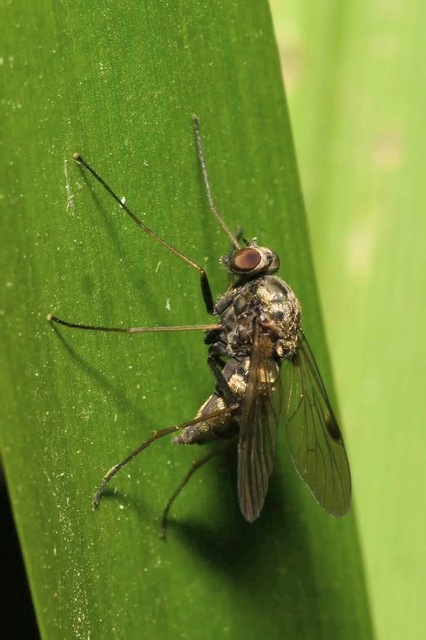 Chrysopilus cristatus - aranyló kószalégy