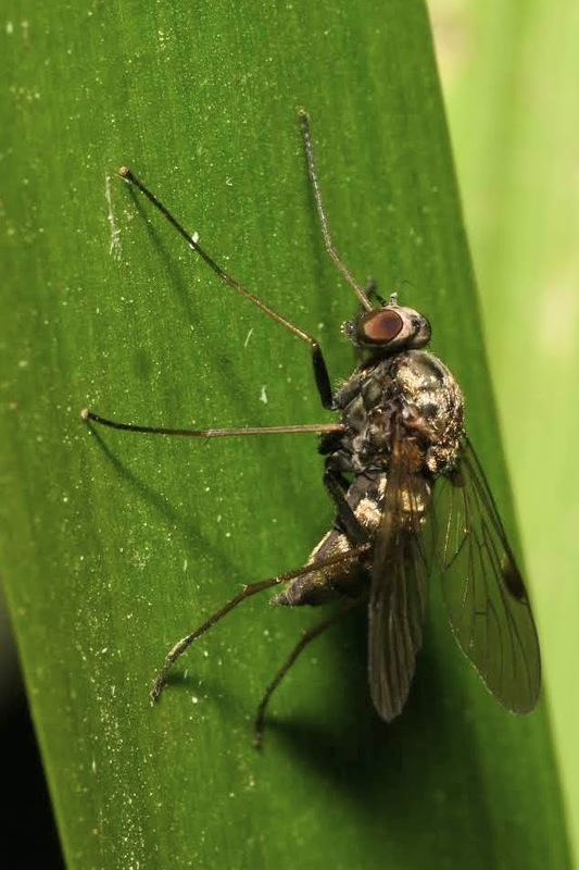 Chrysopilus cristatus - aranyló kószalégy