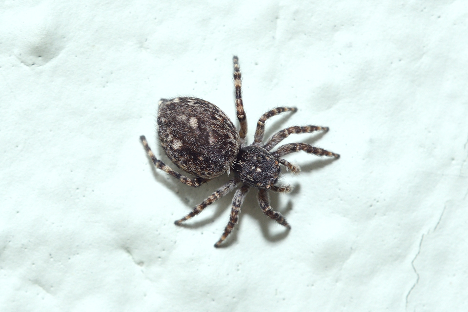 Attulus