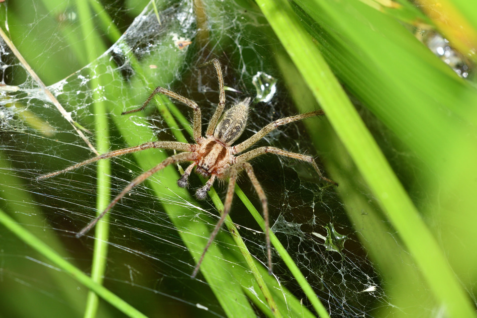 Agelena labyrinthica - illó tölcsérpók