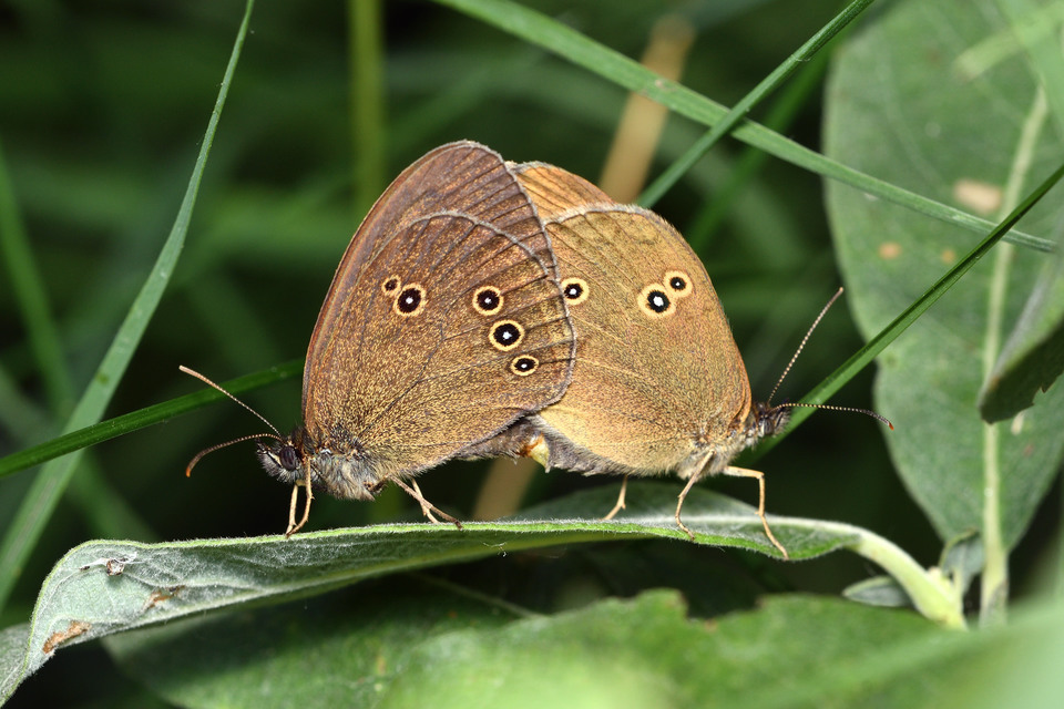 Aphantopus hyperanthus - közönséges ökörszemlepke