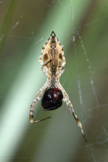 Uloborus walckenaerius - derespók