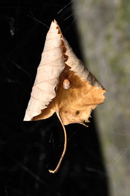 Parasteatoda lunata - holdas törpepók