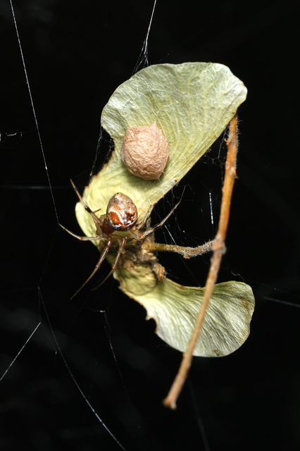 Parasteatoda lunata - holdas törpepók