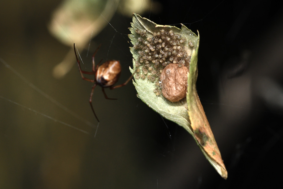 Parasteatoda lunata - holdas törpepók