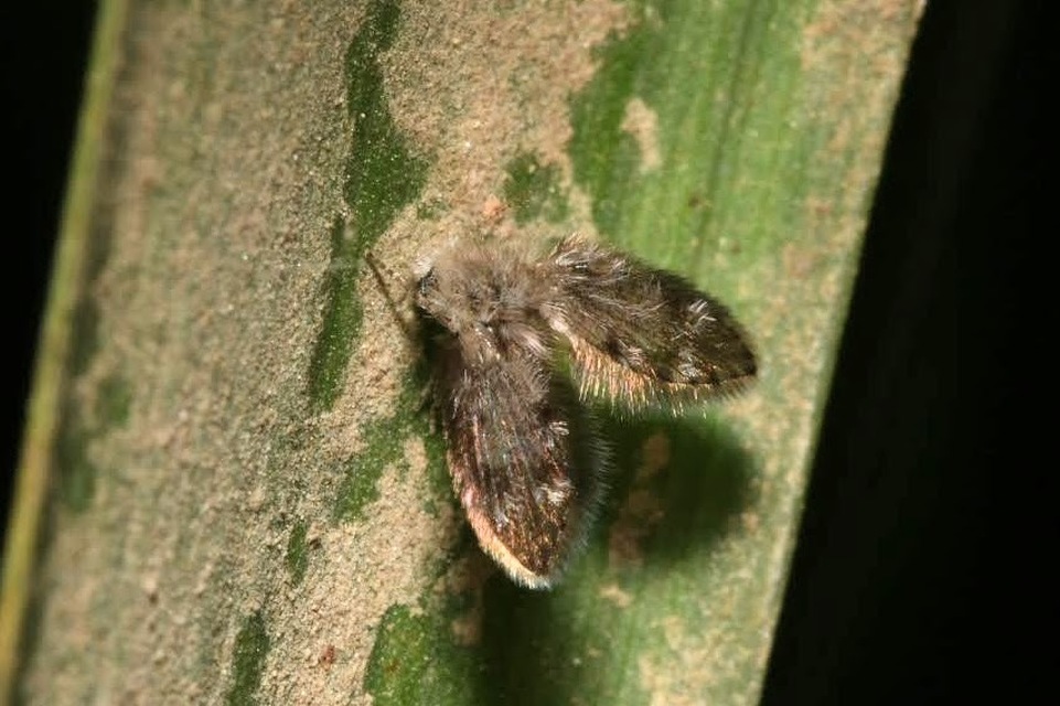 Psychodidae - lepkeszúnyogok
