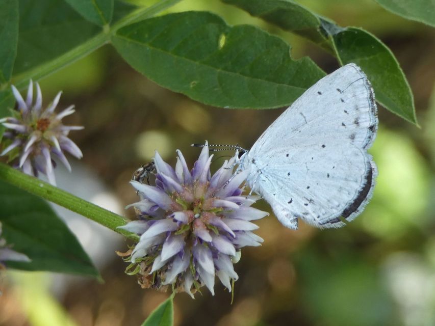 Celastrina argiolus - bengeboglárka