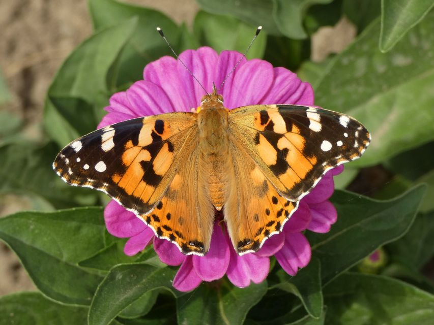 Vanessa cardui - bogáncslepke