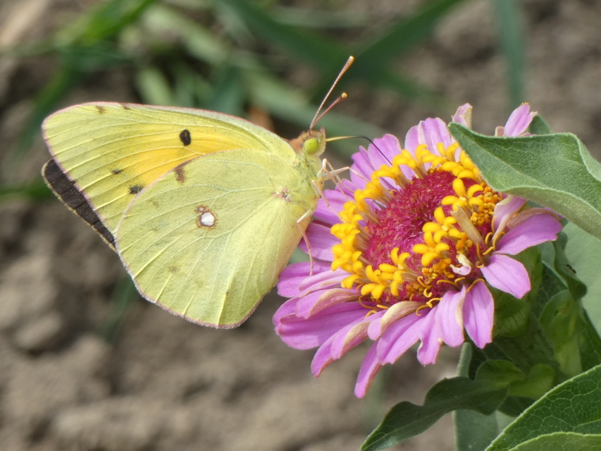 Colias croceus - sáfránylepke
