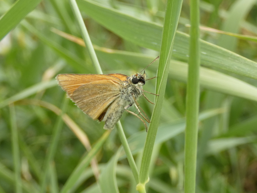 Thymelicus lineola - vonalas busalepke