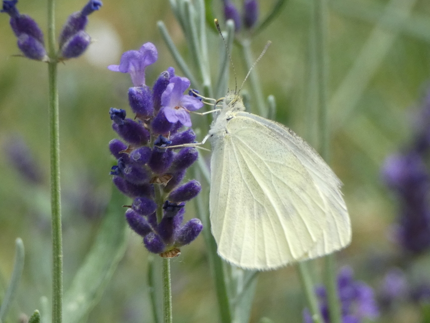 Pieris rapae - répalepke