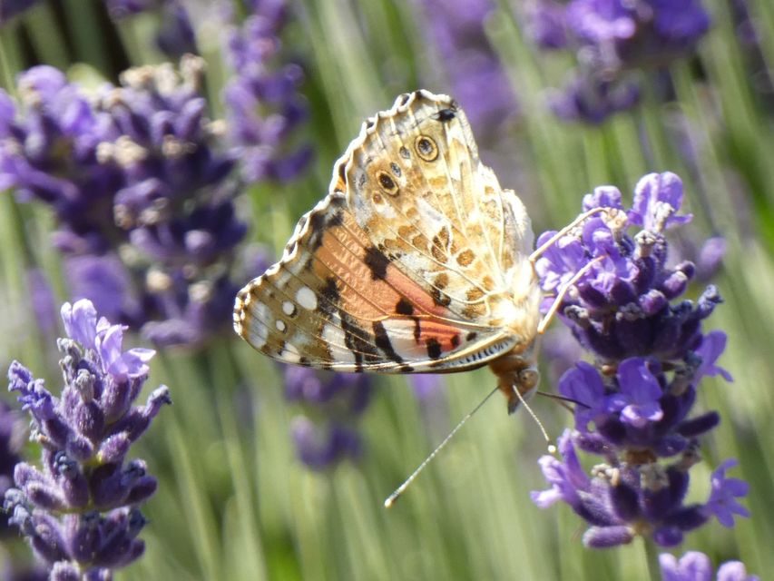 Vanessa cardui - bogáncslepke