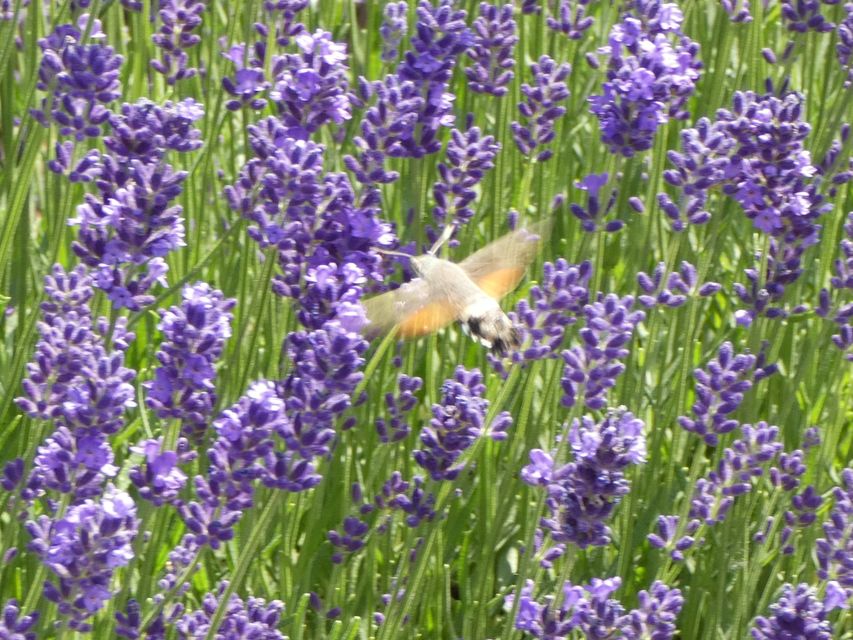Macroglossum stellatarum - kacsafarkú szender
