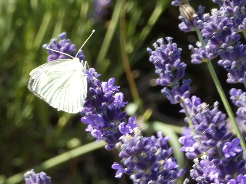 Pieris rapae - répalepke