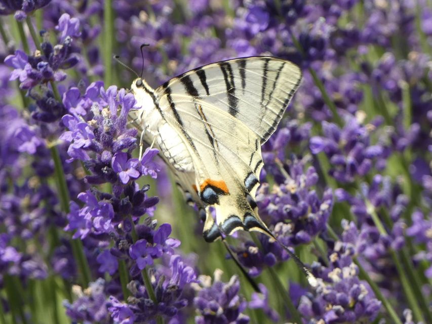 Iphiclides podalirius - kardoslepke