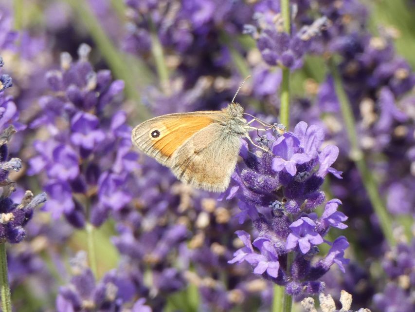 Coenonympha pamphilus - kis szénalepke