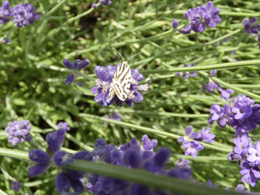 Emmelia trabealis - zebrabagoly