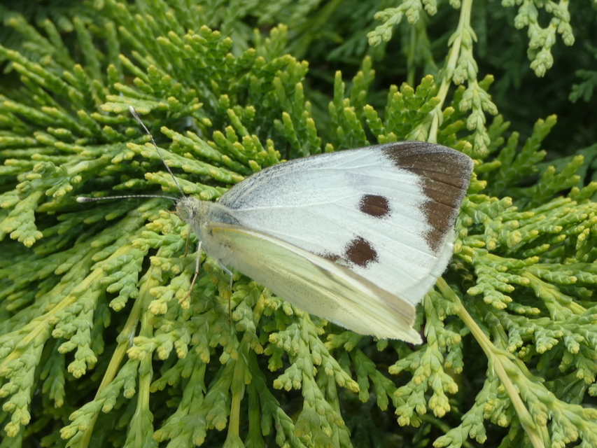 Pieris brassicae - káposztalepke