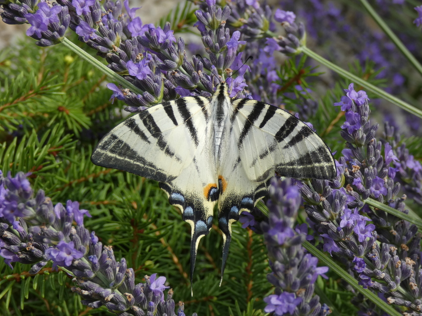 Iphiclides podalirius - kardoslepke