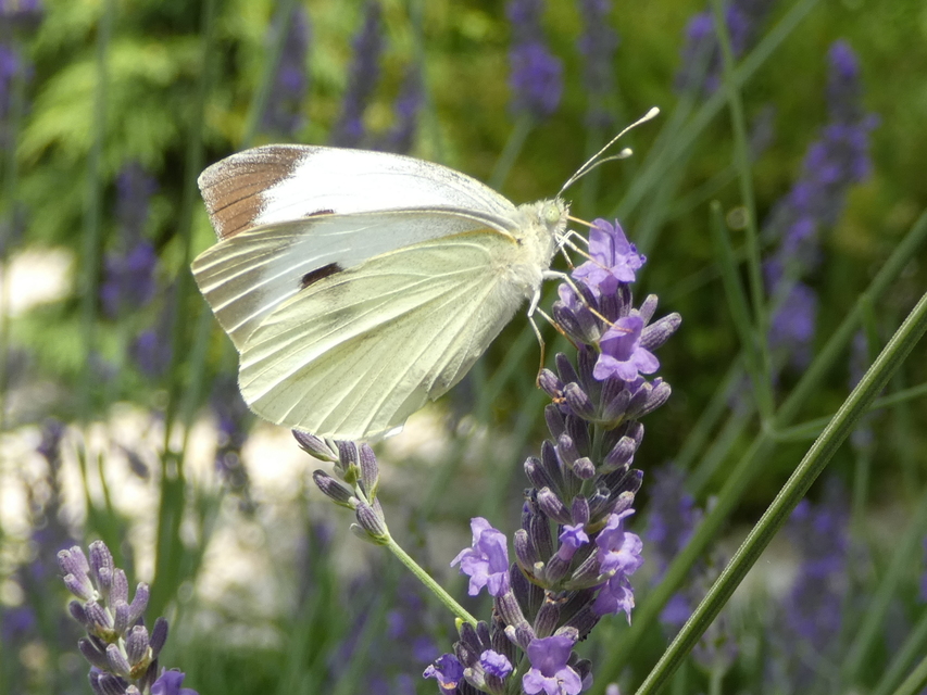 Pieris brassicae - káposztalepke