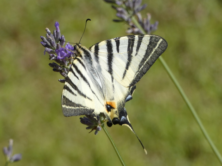 Iphiclides podalirius - kardoslepke