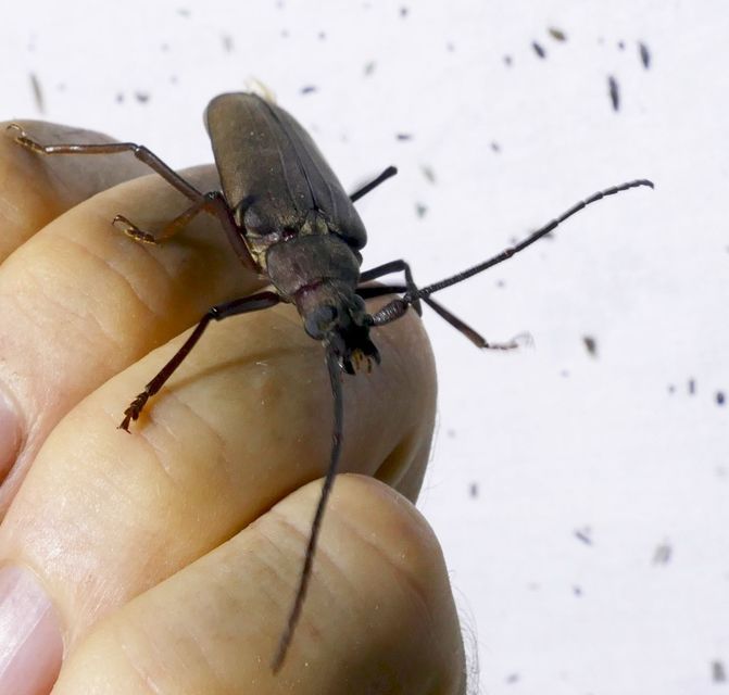 Aegosoma scabricorne - diófacincér