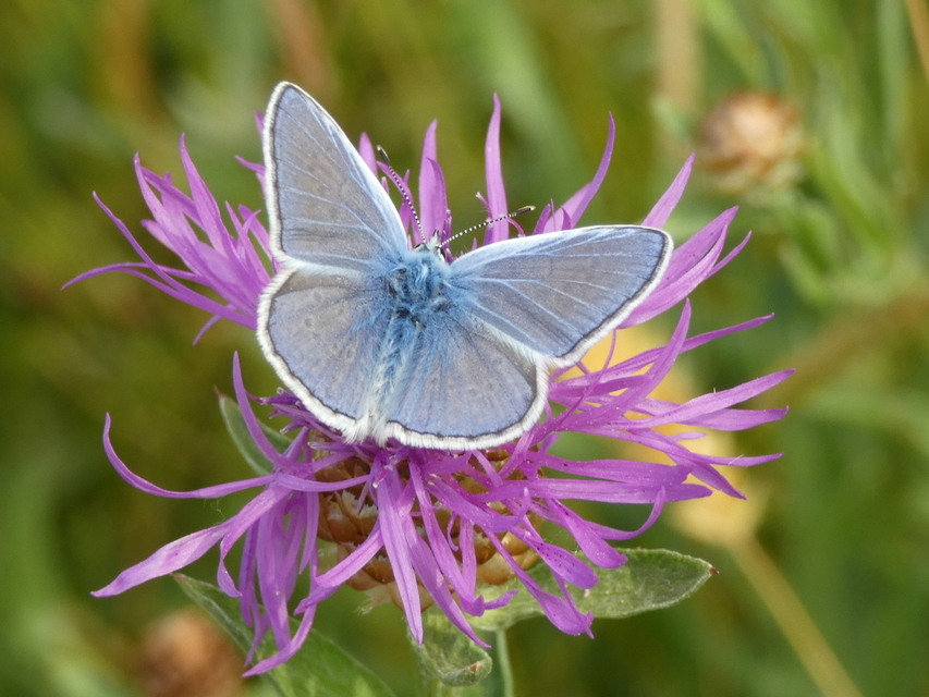 Polyommatus icarus - közönséges boglárka