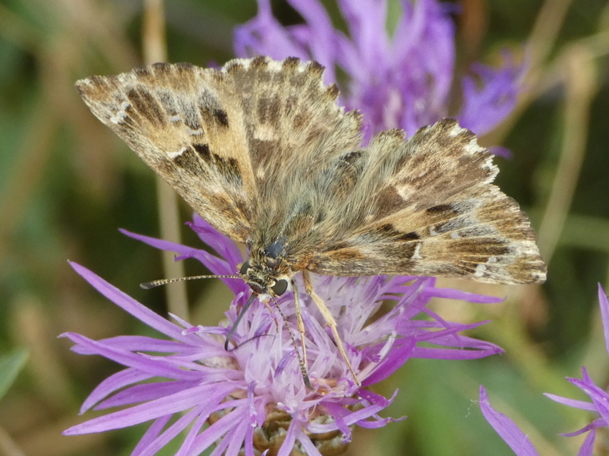Carcharodus alceae - mályva-busalepke