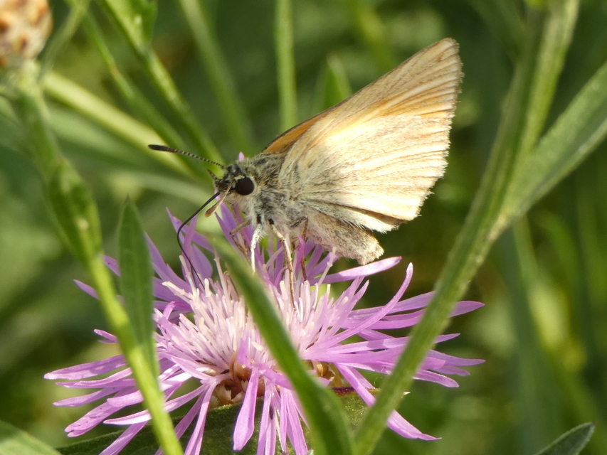Thymelicus lineola - vonalas busalepke