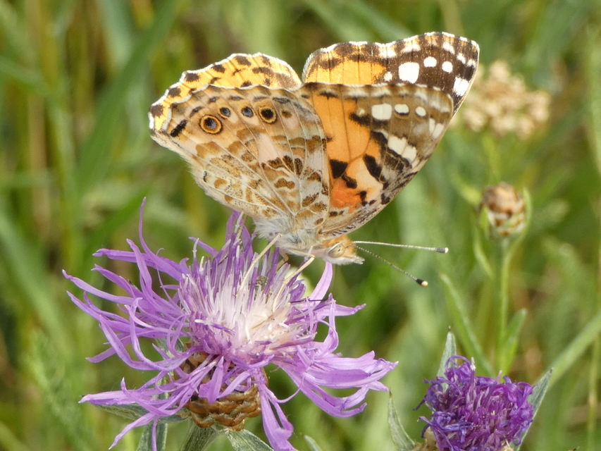 Vanessa cardui - bogáncslepke