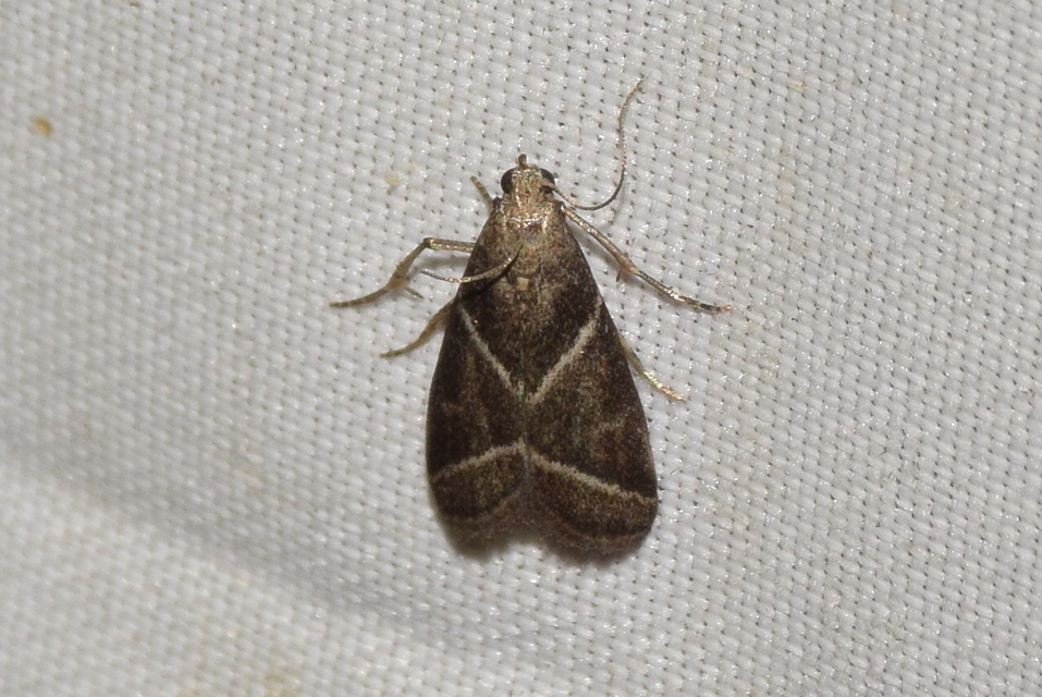 Nyctegretis triangulella - háromszöges karcsúmoly