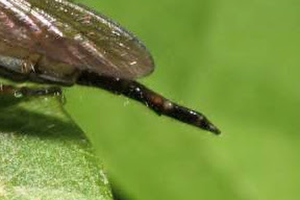 Neoitamus