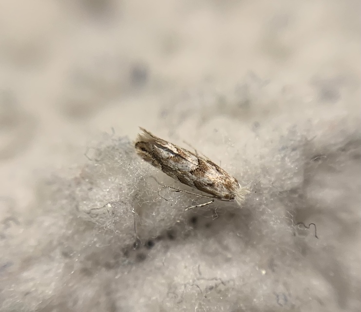 Phyllonorycter comparella - fehérnyár-sátorosmoly