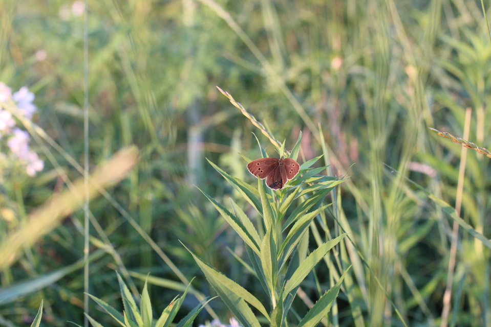 Aphantopus hyperanthus - közönséges ökörszemlepke