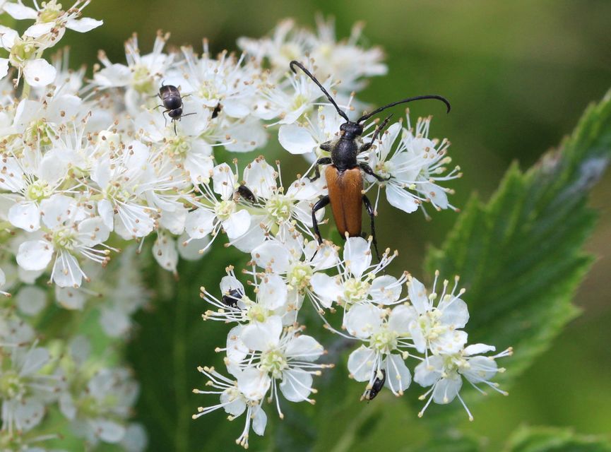 Stictoleptura fulva - vörhenyes virágcincér