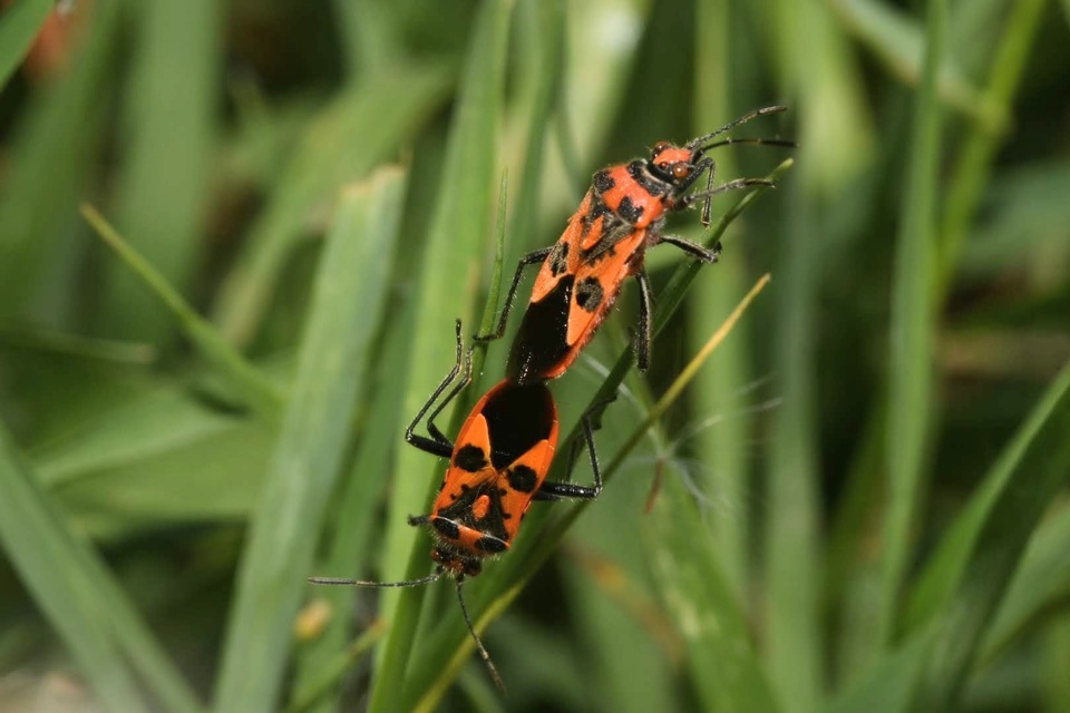 Corizus hyoscyami - piros karimáspoloska