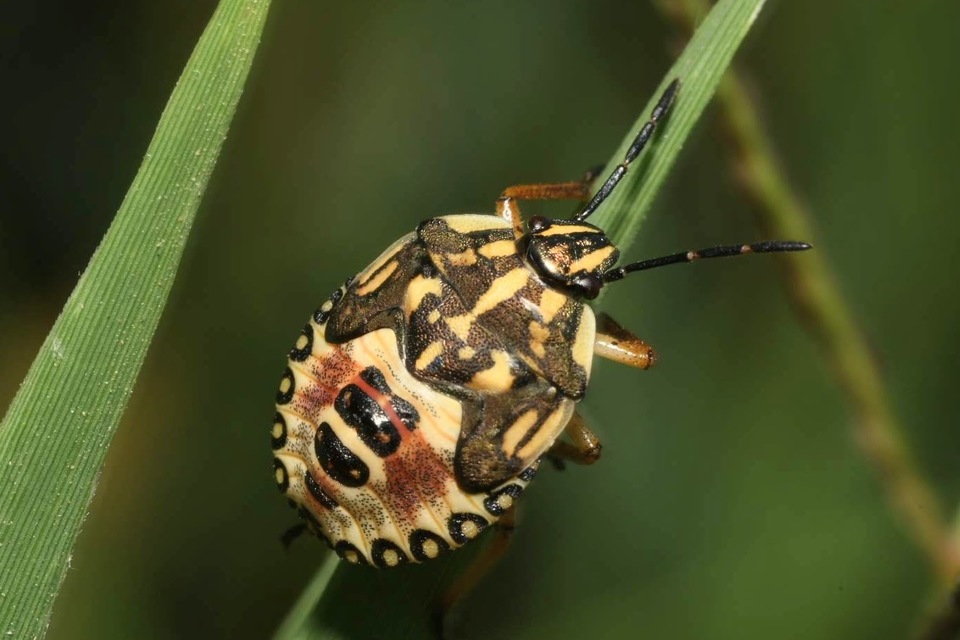 Carpocoris purpureipennis - piros gyümölcspoloska Carpocoris purpureipennis - piros gyümölcspoloska