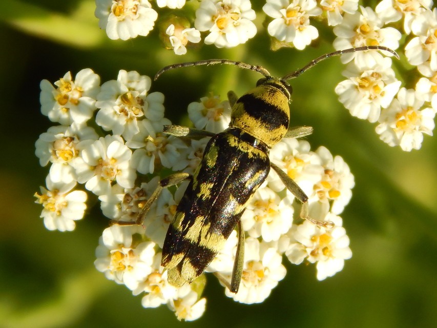 Chlorophorus varius - díszes darázscincér