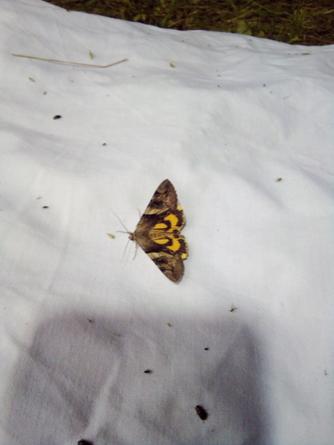 Catocala fulminea - galagonya-övesbagoly